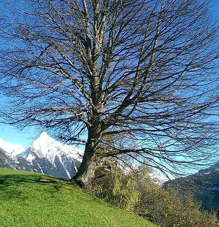 Gaestehaus Tramnitz 3* Mayrhofen