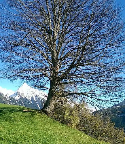 Gaestehaus Tramnitz 3* Mayrhofen